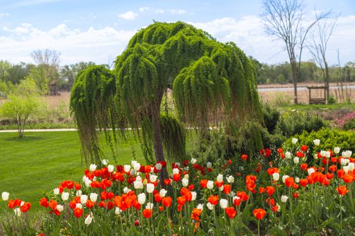 A vibrant garden scene with red and white tulips under a lush, weeping tree on a sunny day.