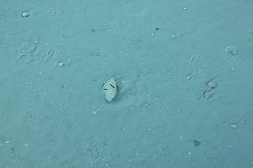 A top view of a seashell in water on the sand