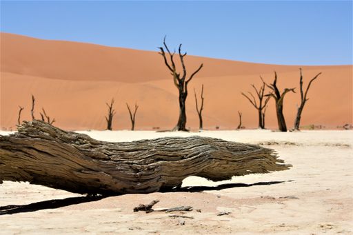 A close shot of a broken camel thorn tree in the desert with sand dunes and a clear sky in the background