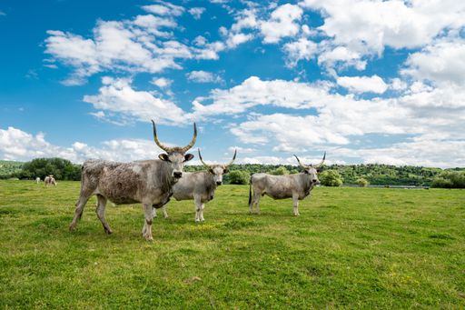 A herd of cows grazing on the pasture under a cloudy sky