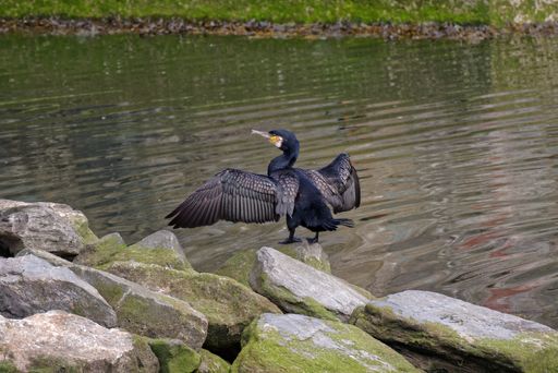 Great Cormorant (Phalacrocorax carbo) dries its wings perching on a mossy stone on the bank of the Dargle River in Bray, County Wicklow, Ireland.
