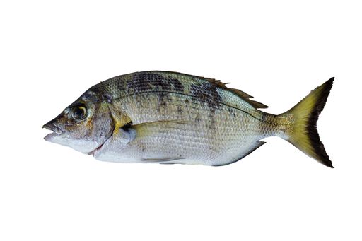 A Sheephead bream fish isolated on a white background with free space for text
