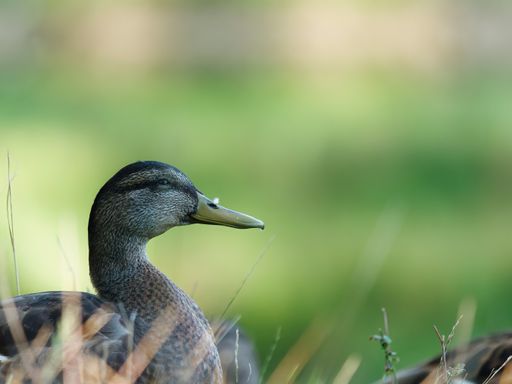 A closeup shot of a duck