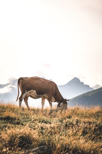 A vertical shot of a cow on a hill during a cloudy day