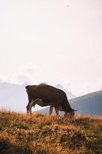 A vertical shot of a cow on a hill during a cloudy day