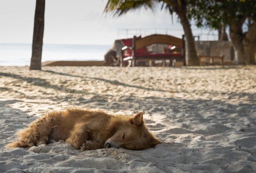 A dog laying on the sandy beach with the ocean in the background