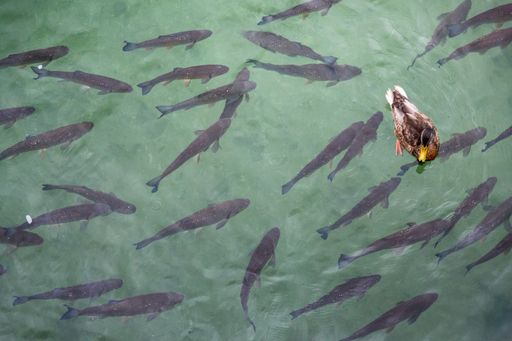 A big group of small sharks swimming in the azure ocean viewed from above