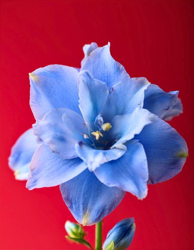 Close-up of a vibrant blue flower against a striking red background, showcasing delicate petals and intricate details.