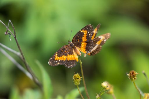 A closeup shot of painted lady butterflies on bidens alba