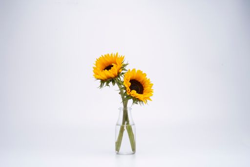 A closeup shot of sunflowers on white background