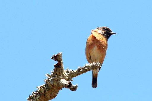 A low angle shot of a bird on a branch