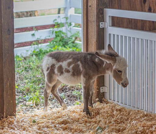 A young donkey stands in a barn doorway with wood shavings on the ground, surrounded by a white fence and greenery.