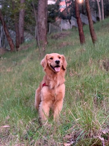 A vertical shot of an adorable golden retriever dog in a forest