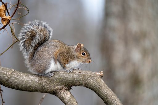 A close-up of a gray squirrel perched on a tree branch in a natural setting.