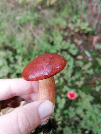 A vertical closeup shot of a hang holding a forest fungus