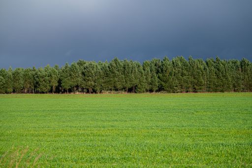 green grassy meadow next to a pine plantation for wood on a cloudy stormy sky day