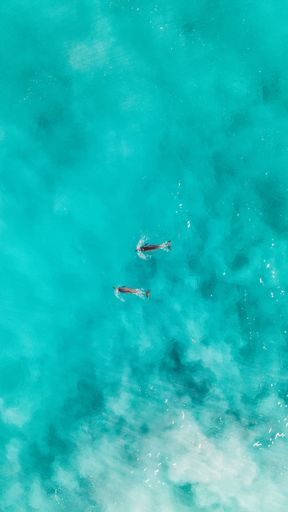Aerial view of two dolphins swimming in clear turquoise ocean waters.