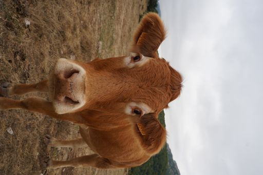 A vertical shot of a cute brown calf