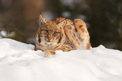 A lynx resting on a snowy landscape in a forest setting, showcasing its distinct fur pattern and sharp gaze.