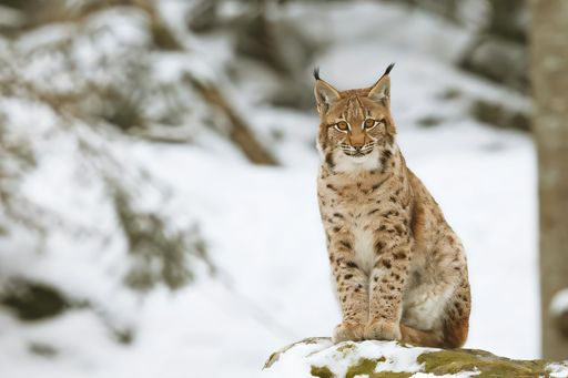 A majestic lynx sitting on a snow-covered rock in a winter forest setting.