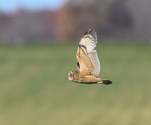 A majestic owl in flight over a lush green field, showcasing its detailed feathers and sharp eyes.