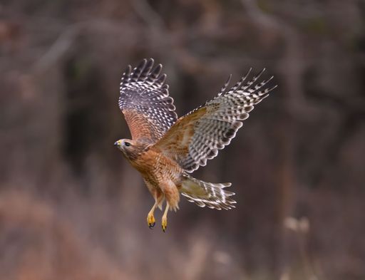 A red-shouldered hawk in mid-flight with wings spread, set against a blurred natural background.