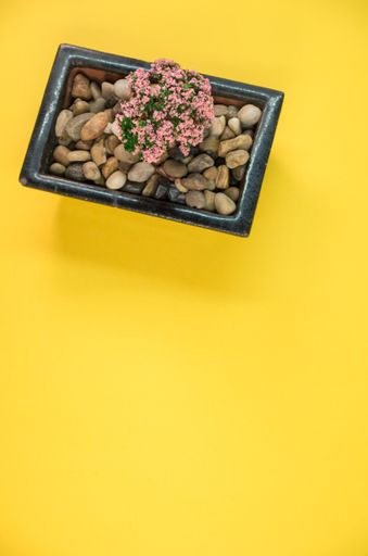 A potted plastic cherry blossom tree isolated on a yellow background with free space for text