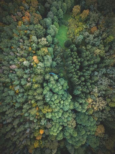 Coloured trees in autumn from above.