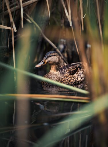 A vertical shot of a mallard duck swimming in a lake