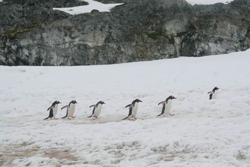 A cute family of penguins walking across the wilderness on a snowy winter's day in Antarctica