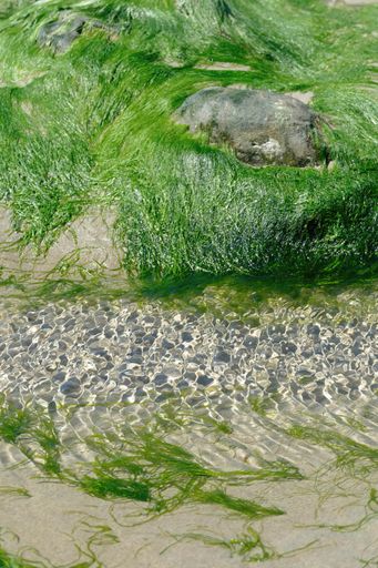 A vertical shot of the green seaweed grass kelp on the Oregon coast