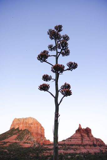 A tall agave plant against the backdrop of Sedona's red rock formations under a blue sky.