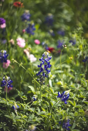 A vibrant close-up of bluebonnets in a lush green field, showcasing the natural beauty of wildflowers in spring.