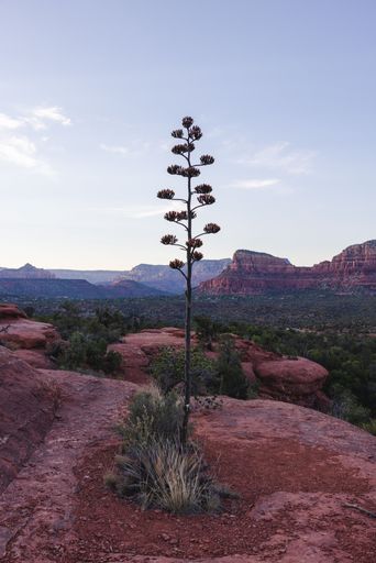 A lone agave plant stands against the backdrop of Sedona's red rock formations under a clear sky.