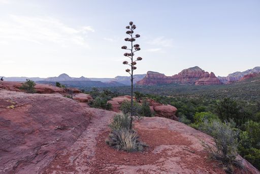 A stunning view of Sedona's red rock formations with a tall agave plant under a clear blue sky.