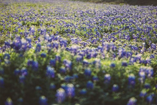 A vibrant field of bluebonnets in full bloom under the warm sunlight, capturing the essence of springtime beauty.