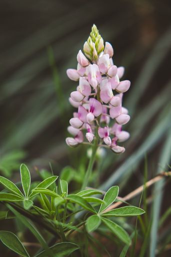 Close-up of a pink lupine flower blooming in a garden, surrounded by green foliage.