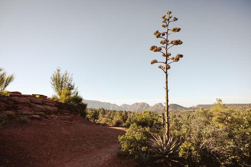 Desert landscape with a tall agave plant under a clear blue sky, surrounded by red rocks and distant mountains.