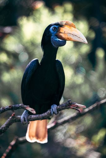 A vibrant hornbill perched on a branch, set against a blurred natural background, showcasing its striking beak and plumage.