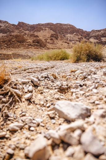 Arid desert landscape with rocky terrain and sparse vegetation under a clear blue sky, showcasing the rugged beauty of nature.
