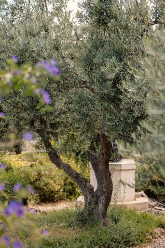 Close-up of tree branches with vibrant green leaves and blooming flowers