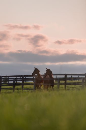 A vertical shot of a pair of horses near a gate on a meadow