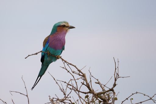 A lilac-breasted roller bird perched on a bare tree