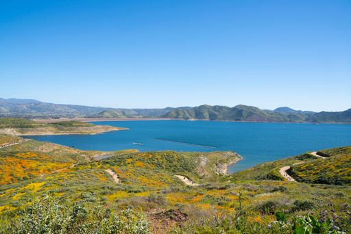 Vibrant landscape of Lake Elsinore with wildflowers in bloom under a clear blue sky, showcasing nature's beauty.