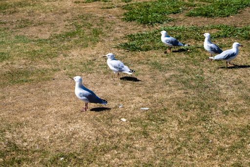 A group of seagulls perched on a meadow