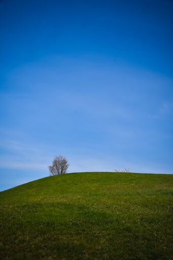 A vertical shot of a green hill with a bare tree under a blue sky