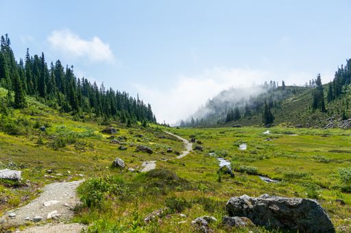 A scenic shot of the Brandywine mountain forest in Whistler, Canada, and a green meadow