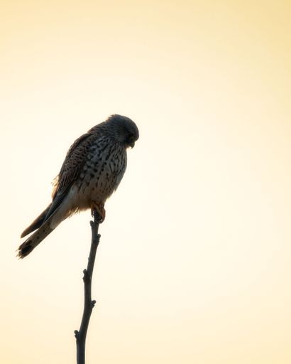 Silhouette of a bird perched on a branch against a soft yellow sky at sunset, showcasing nature's tranquility and simplicity.