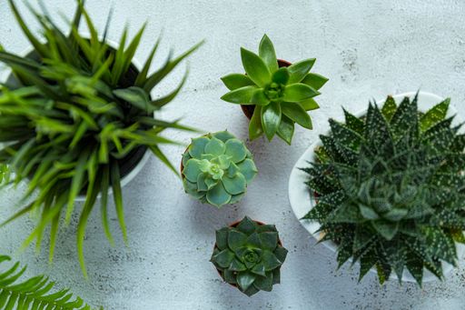 A top view of green home plants