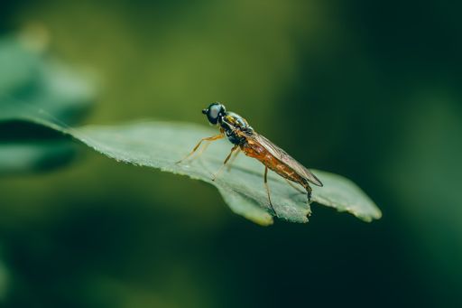 Macro shot of an insect perched on a green leaf with a blurred background, showcasing intricate details and vibrant colors.